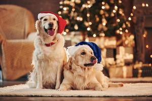 en chapeaux de père noël. deux mignons golden retrievers ensemble à la maison. célébrer le nouvel an photo