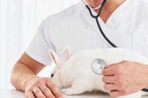 utilise un stéthoscope. le jeune vétérinaire est à l'intérieur avec un petit lapin. conception des soins de santé photo