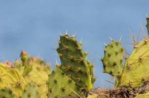 figue de barbarie vert sauvage cactus succulent photo