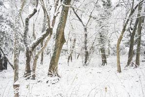 forêt et neige de jeju bijarim photo