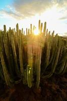 vue sur les cactus photo