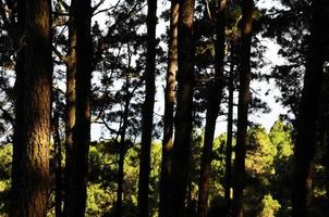 vue sur la forêt photo