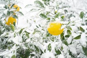 mandarines et feuilles sur l'île de jeju photo