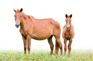 jument et poulain marron sur fond blanc photo