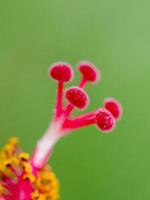 carpelle rouge des fleurs d'hibiscus photo