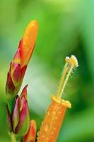 fleurs de sanchezia photo