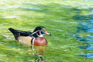 canard branchu mâle photo