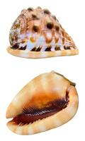 coquille de cypraecassis rufa ou casque bullmouth photo