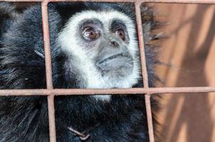 visage et yeux baissés de gibbon dans une cage photo