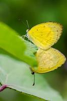 L'accouplement papillon jaune herbe commune photo