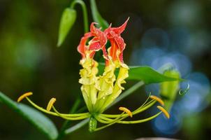 Gloriosa superba ou fleur de lys grimpant photo