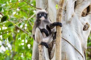 Singe feuille sombre ou trachypithecus obscurus on tree photo