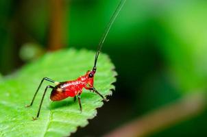 conocephalus melas minuscule grillon rouge photo