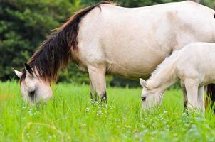 cheval blanc noir jument et poulain dans l'herbe photo