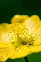 petit pollen jaune sur les fleurs photo