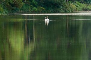cygne blanc et son compagnon nagent dans le lac photo