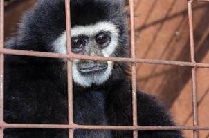 visage et yeux baissés de gibbon dans une cage photo