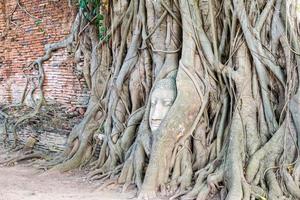 statue de bouddha de tête dans l'arbre des racines photo