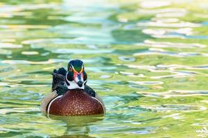 canard branchu mâle photo