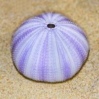 coquille d'oursin ou d'oursin photo