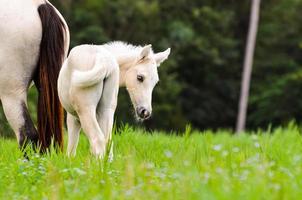 poulain de cheval blanc dans une herbe verte photo