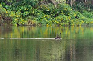 cygne noir et son compagnon nagent dans le lac photo