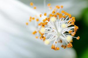 carpelle des fleurs d'hibiscus blanc photo