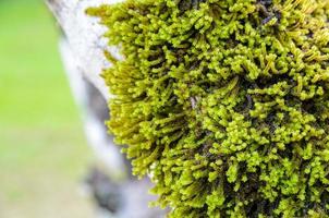 gros plan de la mousse sur l'arbre photo