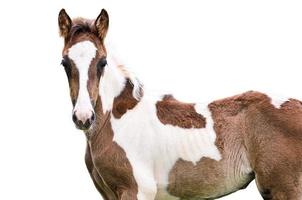 cheval brun et blanc isolé photo