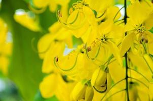 Close up purge cassia ou ratchaphruek fleurs cassis fistule photo