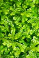 selaginella kraussiana vert petite plante photo