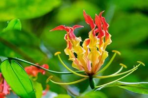 Gloriosa superba ou fleur de lys grimpant photo