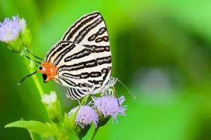 club silverline ou spindasis syama terana, papillon blanc mangeant du nectar sur les fleurs photo