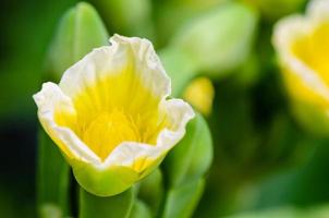 fleur jaune de limnocharis flava photo