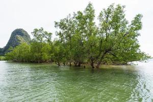 Avicennia officinalis est une espèce de mangrove photo