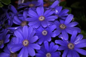 marguerite de la rivière des cygnes ou compositae également connue sous le nom de fleurs bleues délicates, pericallis bleu en pot photo
