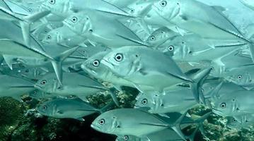 groupe de poissons ou banc de poissons à l'océan nageant en groupe sur fond bleu photo