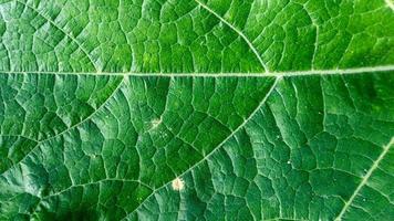 texture de feuilles vertes en arrière-plan photo