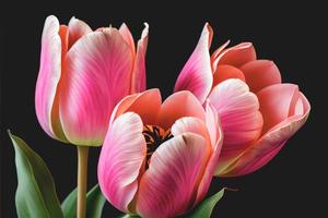 bouquet de fleurs de tulipes roses fraîches isolées sur fond noir avec espace de copie. idéal pour les projets. photo