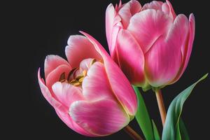 bouquet de fleurs de tulipes roses fraîches isolées sur fond noir avec espace de copie. idéal pour les projets. photo