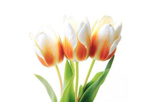 bouquet de fleurs de tulipes fraîches et colorées isolées sur blanc avec espace de copie. idéal pour les projets. photo