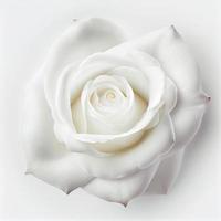 vue de dessus de fleur de rose blanche sur fond blanc, parfaite pour représenter le thème de la saint-valentin. photo