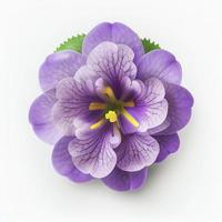 vue de dessus fleur violette africaine isolée sur fond blanc, adaptée pour une utilisation sur les cartes de la saint-valentin photo