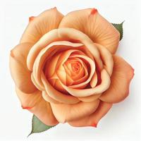 vue de dessus une fleur de rose de thé isolée sur fond blanc, adaptée pour une utilisation sur les cartes de la saint-valentin photo