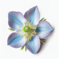 vue de dessus une fleur d'ancolie bleu colorado isolée sur fond blanc, adaptée pour une utilisation sur les cartes de la saint-valentin photo