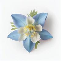 vue de dessus une fleur d'ancolie bleu colorado isolée sur fond blanc, adaptée pour une utilisation sur les cartes de la saint-valentin photo