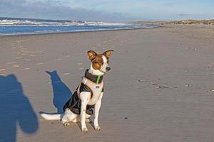 photo d'un chien sur la plage pendant la journée