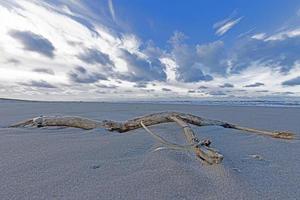 image d'hiver de jetsam sur une plage de la mer du nord près de vejers photo