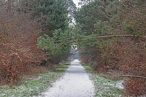 image d'un sentier à travers une forêt hivernale photo