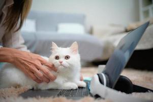 une jeune femme travaille à la maison tandis qu'un chat persan blanc photo